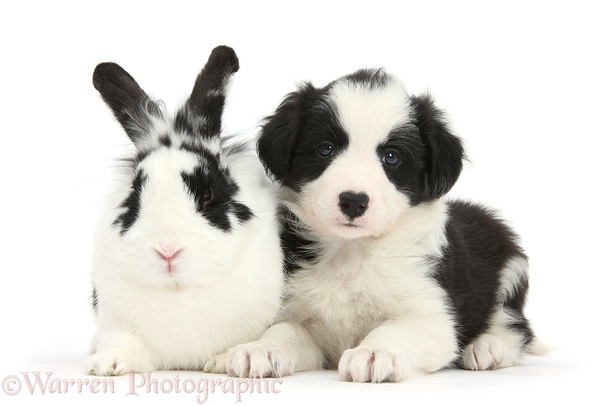 Black-and-white Border Collie pup and rabbit, Bandit, white background