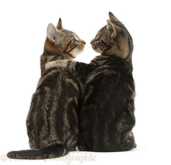 Tabby cats, Picasso and Smudge, 3 months old, back view, arm-in-arm, and looking lovingly into each other's eyes, white background