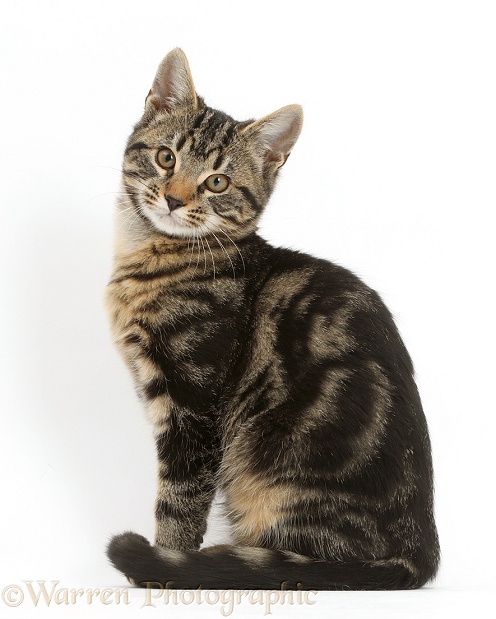 Tabby kitten, Smudge, 3 months old, sitting, white background