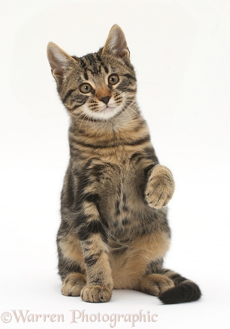 Tabby kitten, Smudge, 3 months old, sitting, with one paw raised, white background