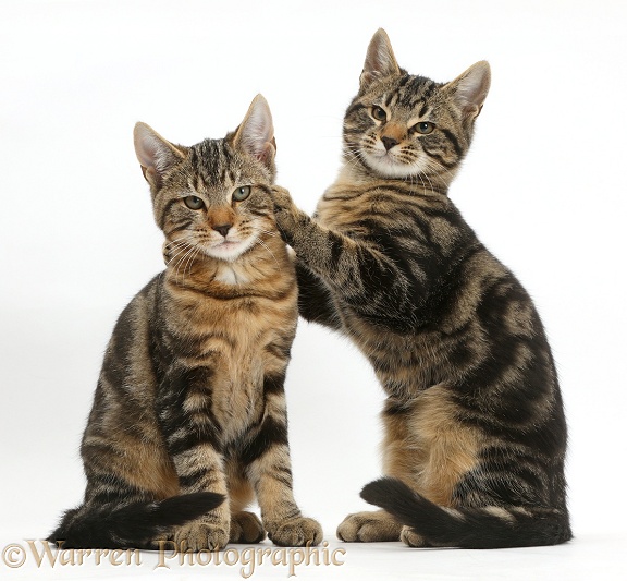 Tabby cats, Picasso and Smudge, 3 months old, together. Smudge with his paws up on Picasso, white background