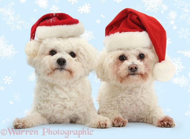 Bichon Frises, Poppy and Pipa, wearing Father Christmas hats, white background