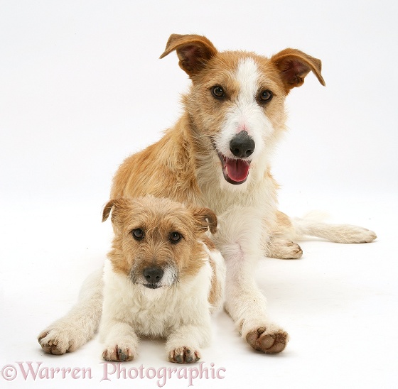 Lurcher, Kipling, with Jack Russell Terrier, Buttercup, white background