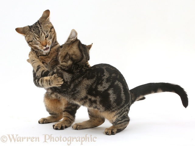 Tabby cats Picasso and Smudge, 4 months old, play-fighting, white background