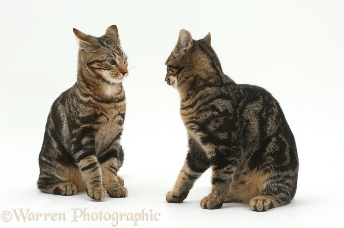 Tabby cats Picasso and Smudge, 4 months old, squaring up to attack each other in a play-fight, white background