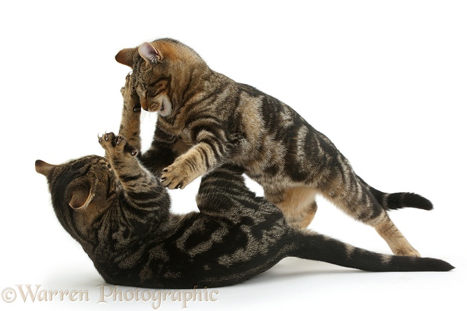 Tabby cats Picasso and Smudge, 4 months old, play-fighting, white background