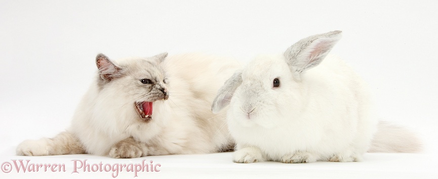 Birman cat, Tallulah, snarling at white rabbit, white background
