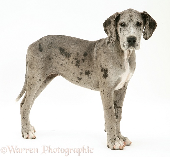 Great Dane pup, Maysie, standing, white background