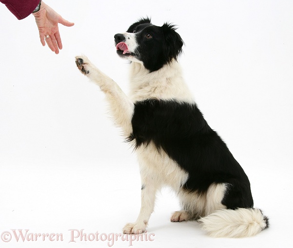 Black-and-white Border Collie bitch Phoebe, giving a paw, white background