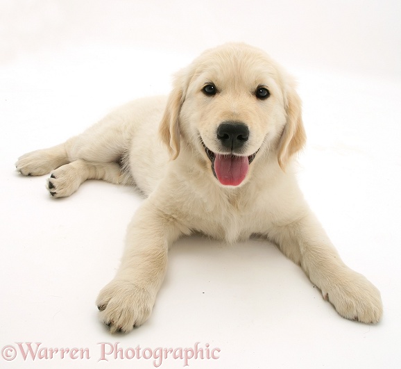 Golden Retriever pup, white background