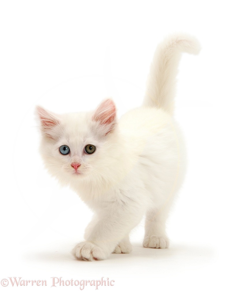 White kitten walking, white background