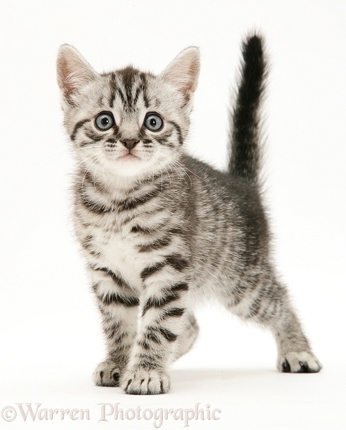 Silver tabby British Shorthair kitten standing, white background