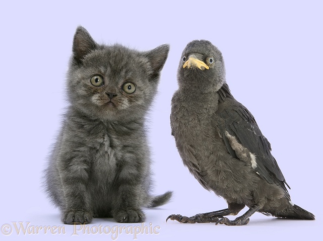 Grey kitten and baby Jackdaw (Corvus monedula), white background