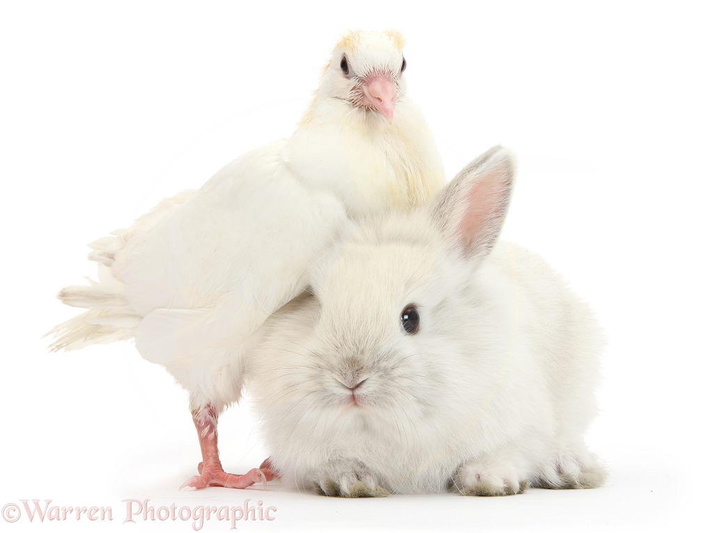 Young white pigeon and baby rabbit, white background