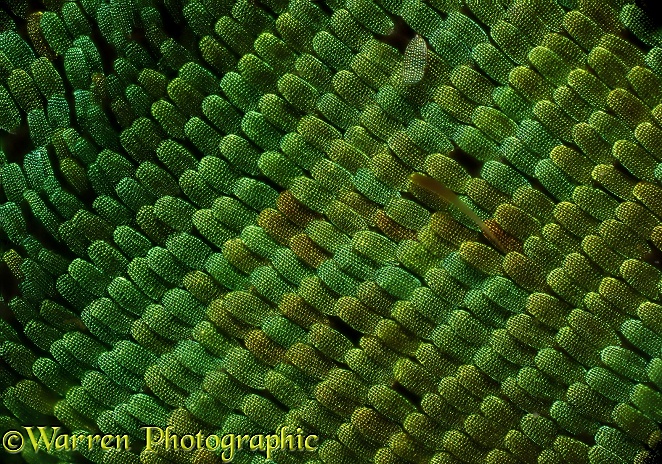 Scales one the wing of an Emerald Swallowtail butterfly (Papilio palinurus)