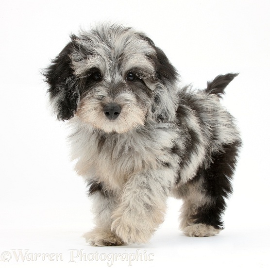 Fluffy black-and-grey Daxie-doodle pup, Pebbles, walking, white background