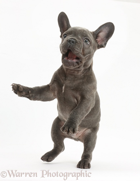French Bulldog puppy jumping up, white background