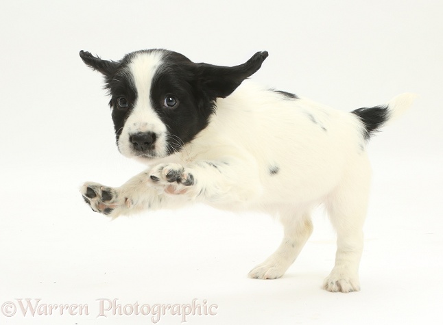 Black-and-white Springer Spaniel puppy, 6 weeks old, playfully jumping up, white background