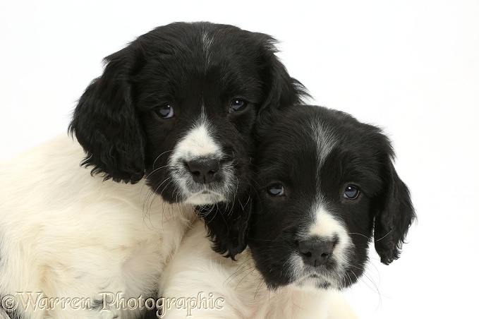 Black-and-white Springer Spaniel puppies, 6 weeks old, white background