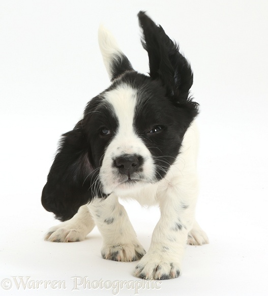 Black-and-white Springer Spaniel puppy, 6 weeks old, shaking her head, white background