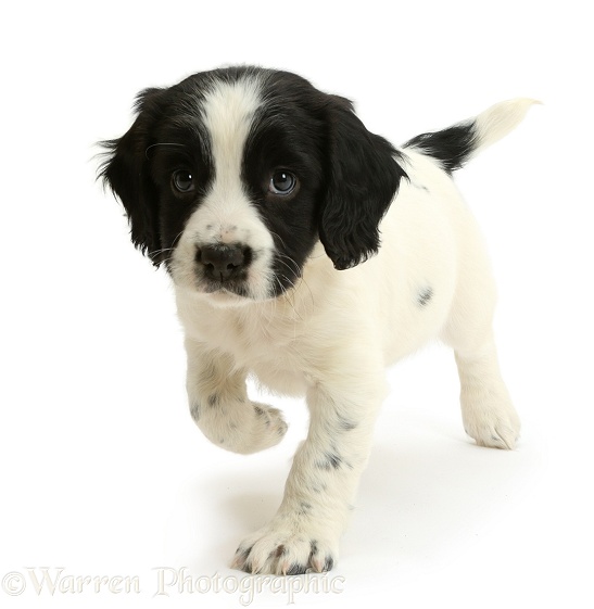 Black-and-white Springer Spaniel puppy, 6 weeks old, white background