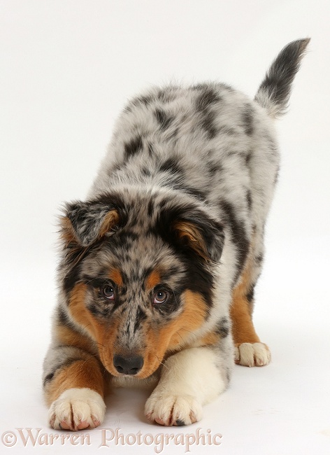 Australian Shepherd pup, 16 weeks old, in play-bow stance, white background