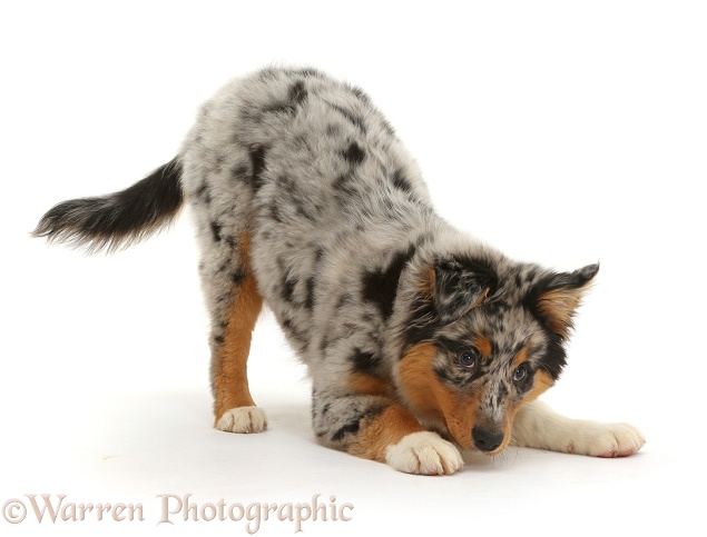 Australian Shepherd pup, 16 weeks old, in play-bow stance, white background