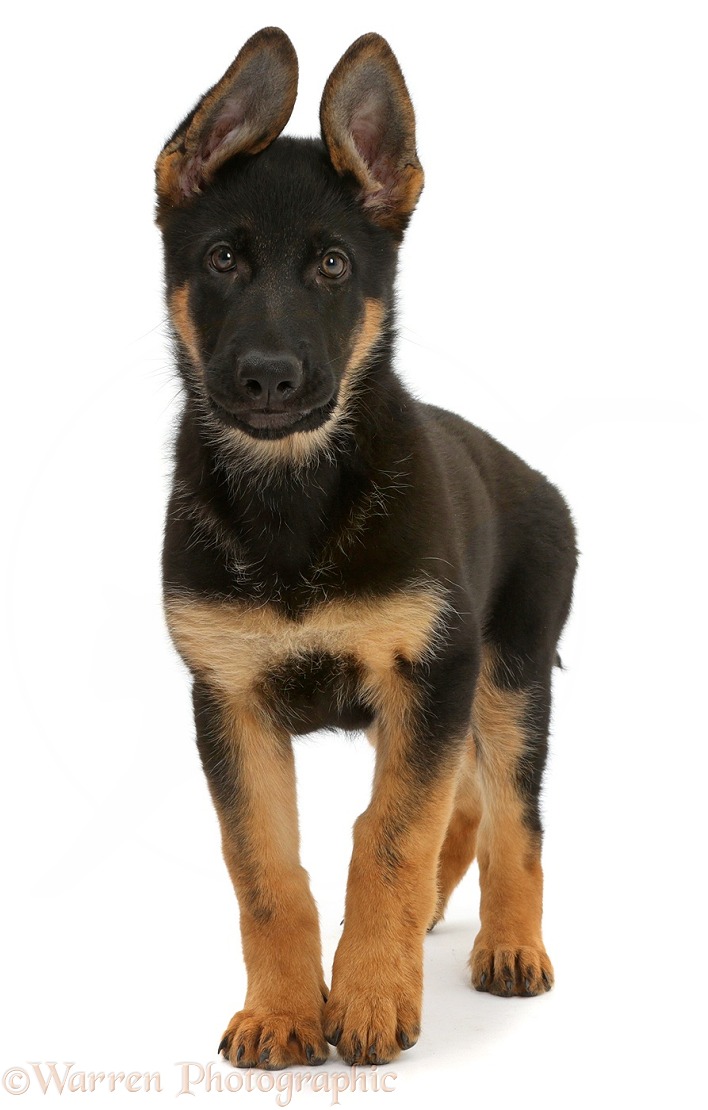 German Shepherd Dog puppy, 8 weeks old, standing, white background