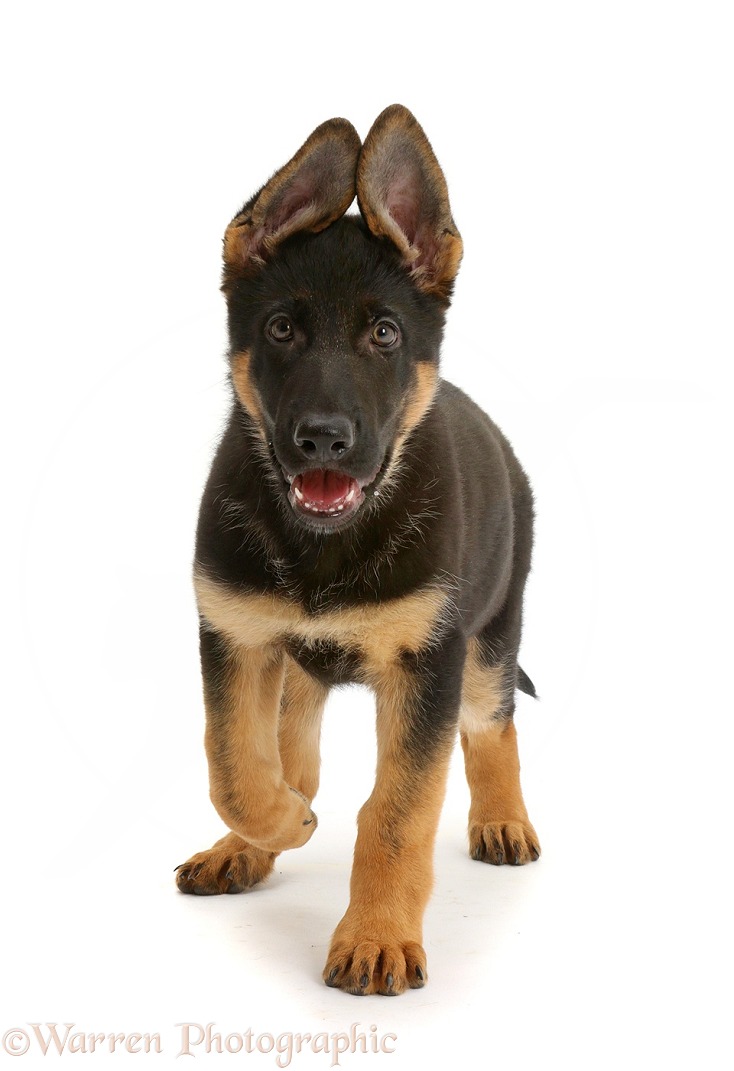 German Shepherd Dog puppy, 8 weeks old, walking, white background