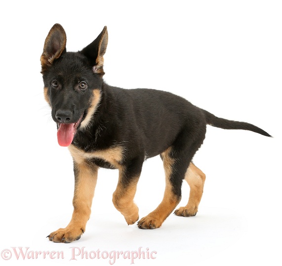 German Shepherd Dog puppy, 8 weeks old, walking, white background