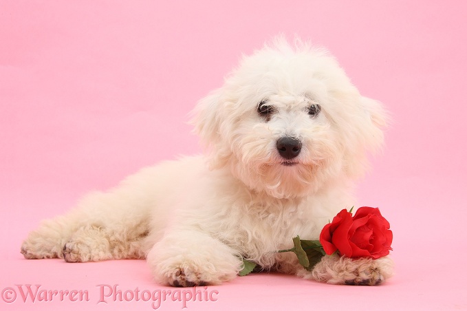 Bichon Frise dog, Louie, 4 months old, with a red rose