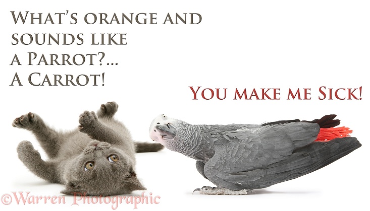 Grey kitten and African Grey Parrot (Psittacus erithacus) sharing a carrot joke. Sick as a Parrot, white background