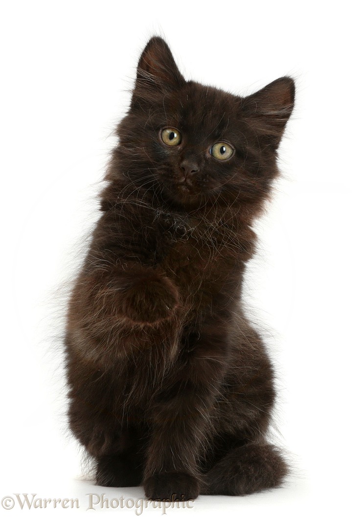 Fluffy black kitten, 10 weeks old, with raised paw, white background