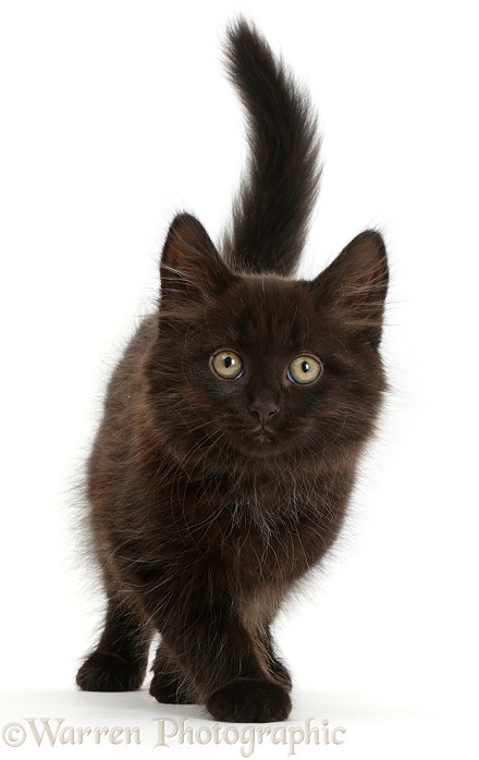 Fluffy black kitten, 10 weeks old, walking, white background