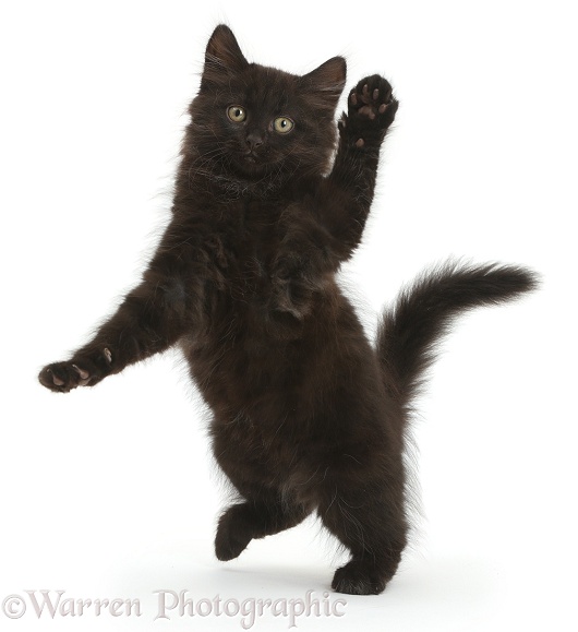 Fluffy black kitten, 10 weeks old, jumping up and dancing, white background
