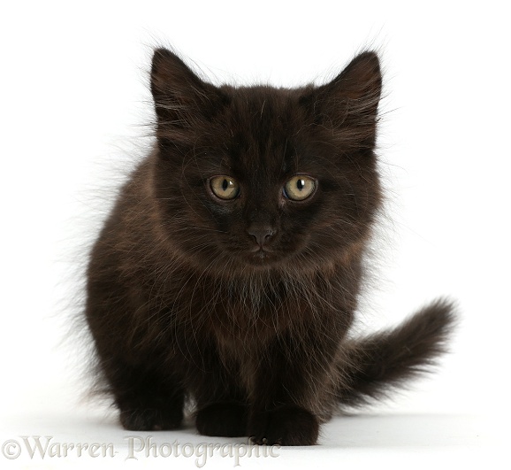 Fluffy black kitten, 10 weeks old, white background