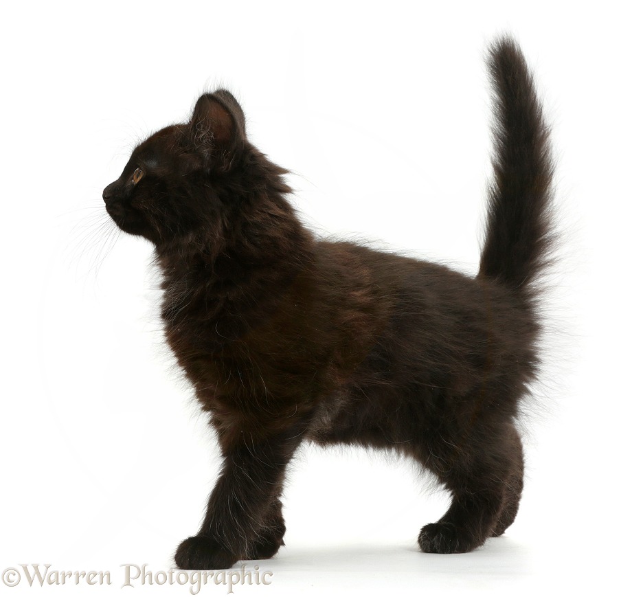 Fluffy black kitten, 10 weeks old, standing, white background