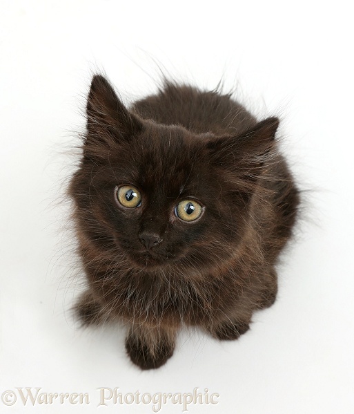 Fluffy black kitten, 10 weeks old, sitting and looking up, white background