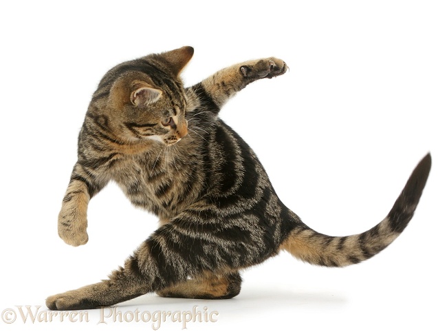Tabby cat, Picasso, 4 months old, chasing his own tail, white background