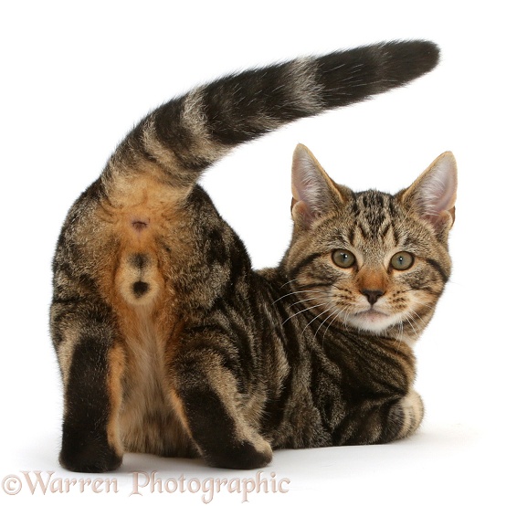 Tabby cat Picasso, 4 months old, Showing his rear end and looking round, white background