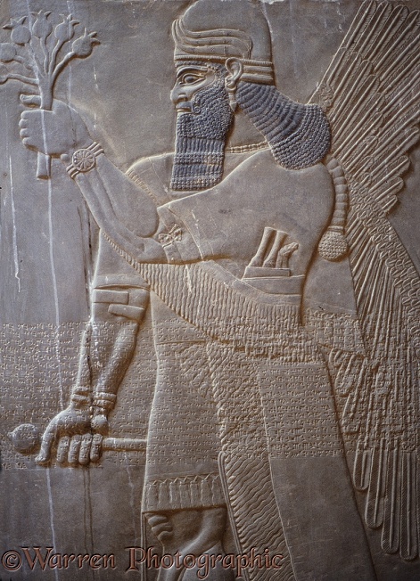 Ancient Assyria: alabaster carving from the palace of King Ashur Nasipal II at Nimrud, Iraq