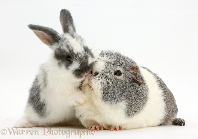 Baby bunny and Guinea pig kissing, white background