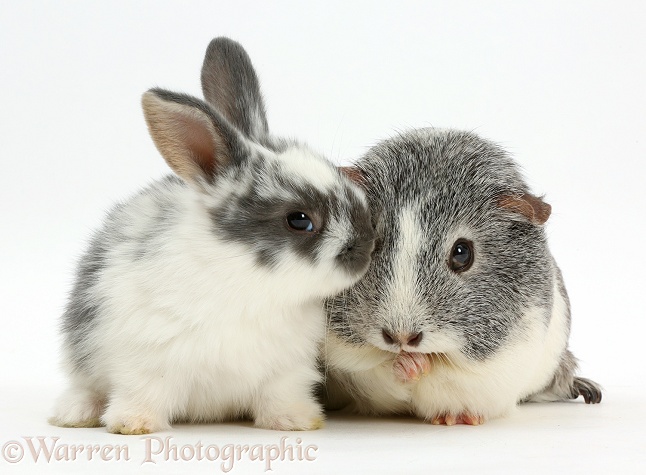 Baby bunny and Guinea pig, white background