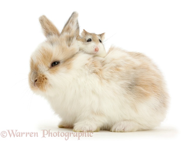 Baby bunny with Roborovski Hamster riding on back, white background