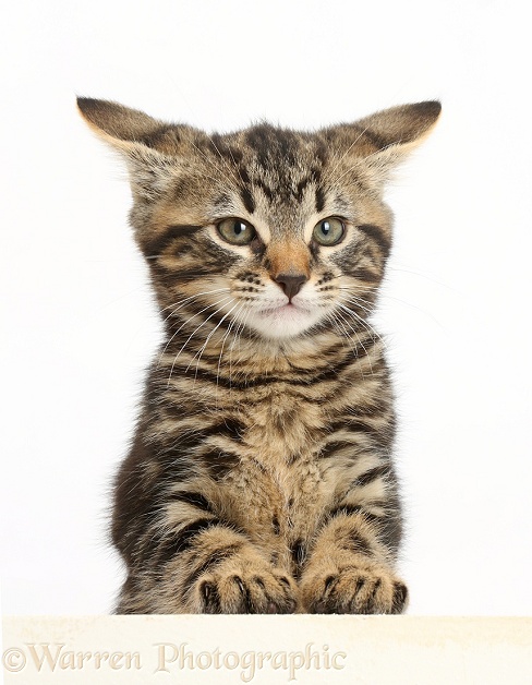 Tabby kitten, Smudge, 8 weeks old, paws over, white background