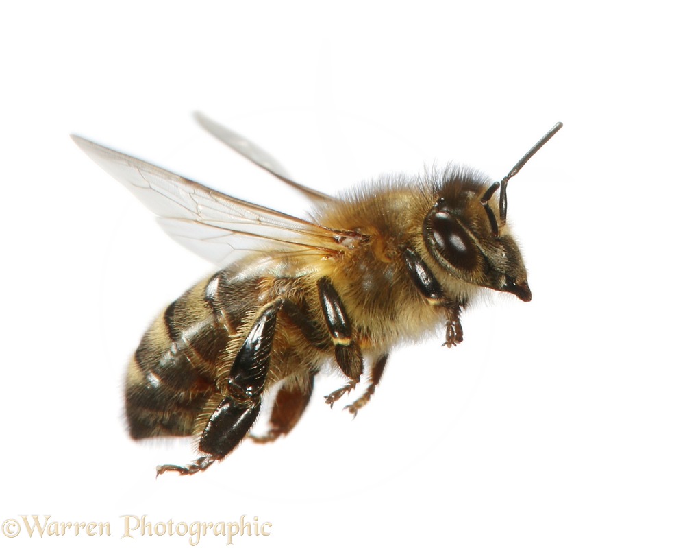 Honey Bee (Apis mellifera) worker in flight, white background