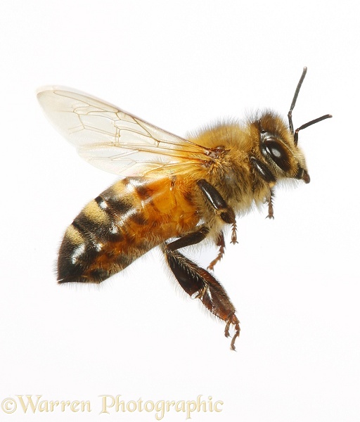 Honey Bee (Apis mellifera) worker in flight, white background