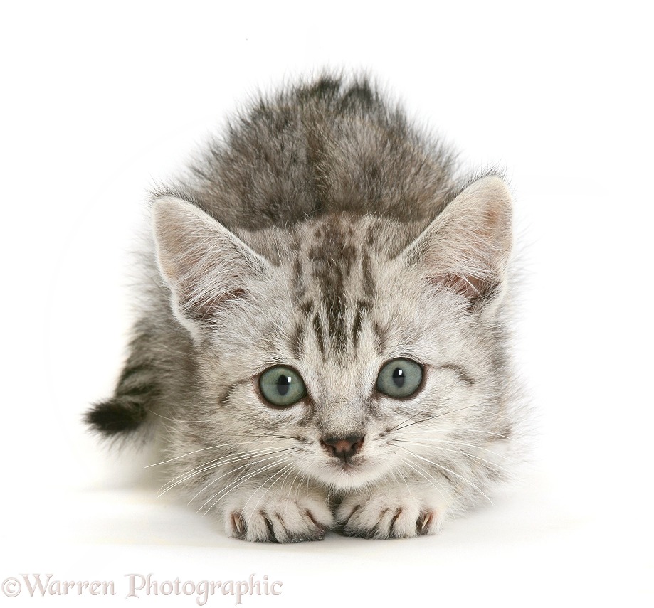 Silver tabby Bengal-cross kitten about to pounce, white background