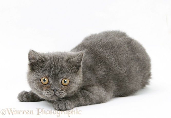 Playful grey kitten, white background