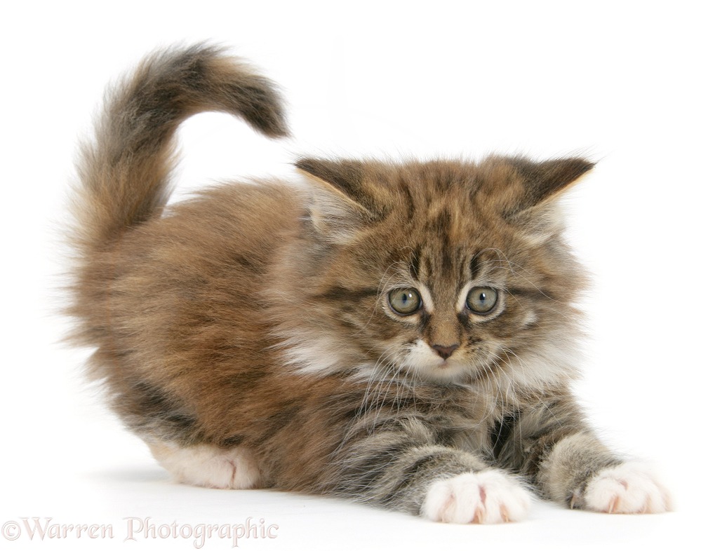 Playful Maine Coon kitten, 7 weeks old, white background